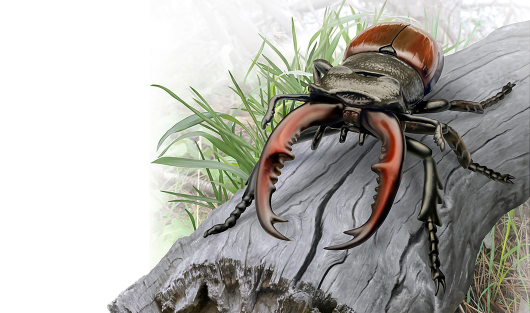Stag beetle on a log illustration by Brad Fraunfelter.
