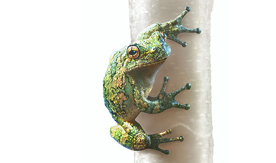 Natural history illustration of a common tree frog.